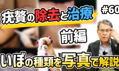 寻骨风的功能主治与-【寻骨风药用部位】寻骨风的入药部位 - 寻骨风 药理作用网