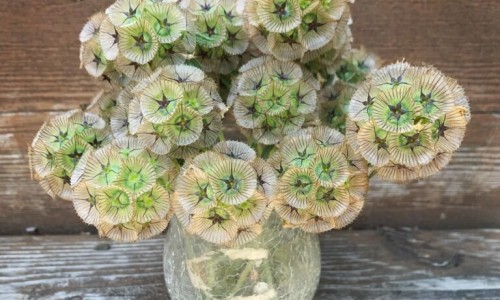 【寻骨风药用部位】寻骨风的入药部位 - 寻骨风 药理作用网